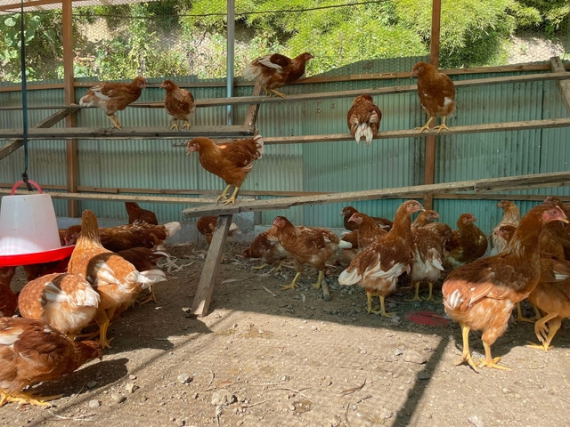 Maruhachi Nousan chicken