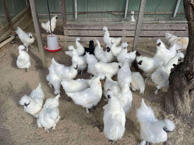 Maruhachi Nousan chicken