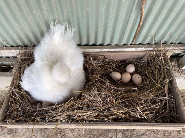 Maruhachi Nousan chicken eggs