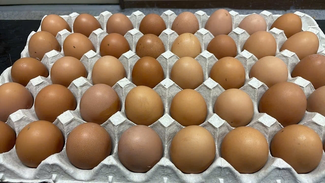 Maruhachi Nousan chicken eggs