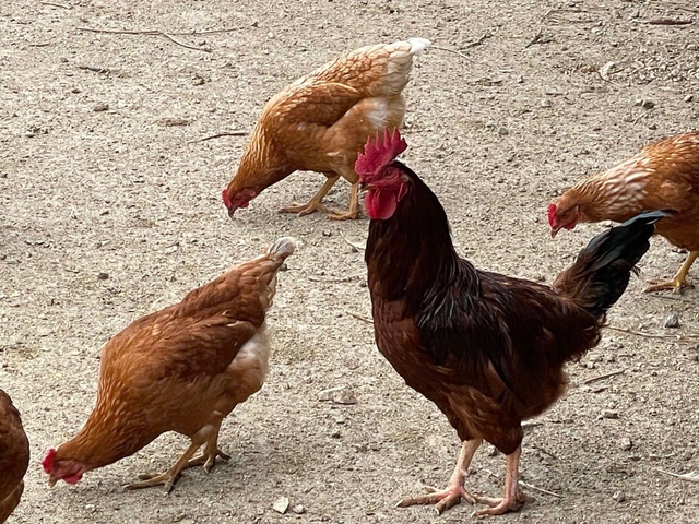 Maruhachi Nousan chicken eggs