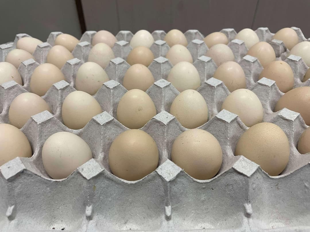 Image Maruhachi Nousan eggs 6